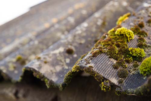 Algae on roof